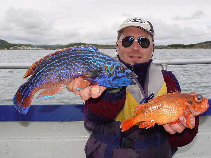 Im Revier um das Kap Lindesnes gibt es über 50 Fischarten zu fangen.